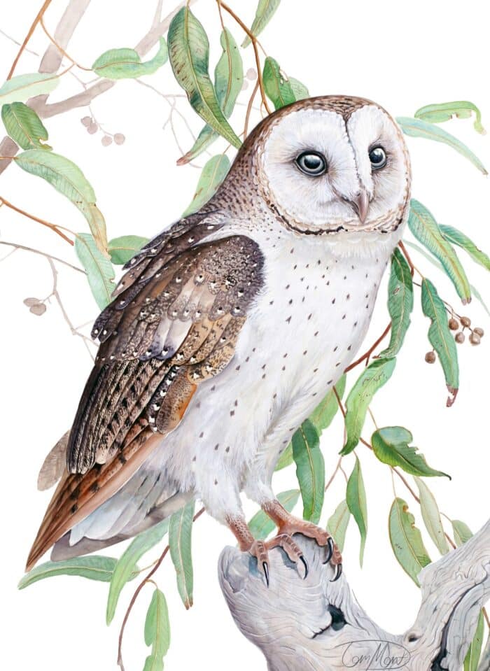 Barn Owl - Tom Montgomery