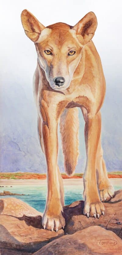 Eyes of a Dingo - Tom Montgomery
