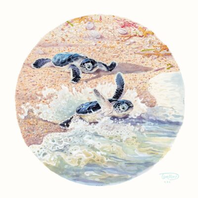 Green Sea Turtle Hatchings - Tom Montgomery