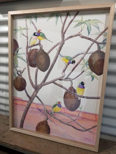Gouldians in the Boab Wyndam - Tom Montgomery