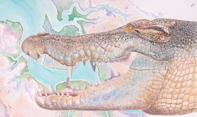 Beagle Bay Croc - Tom Montgomery